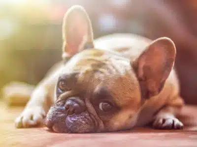 bulldog, dog, pet