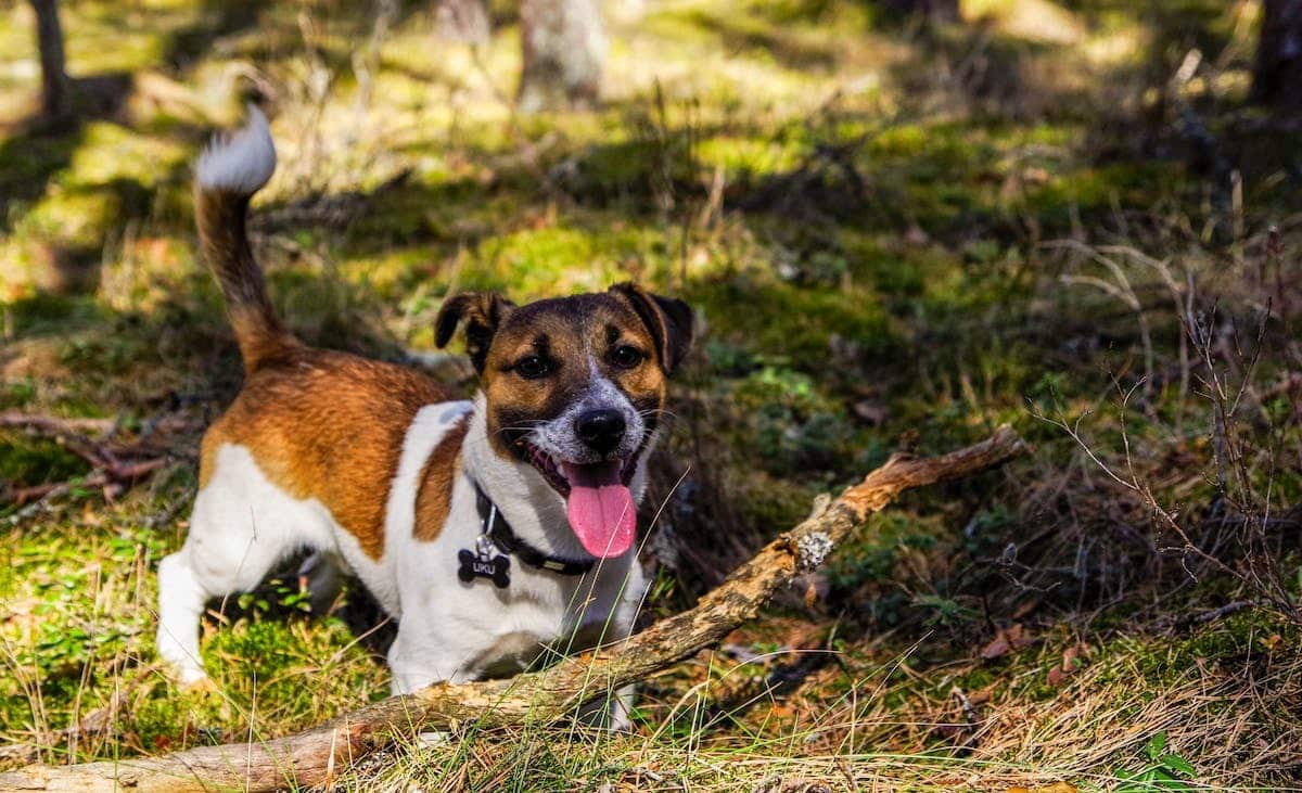 animaux  activités