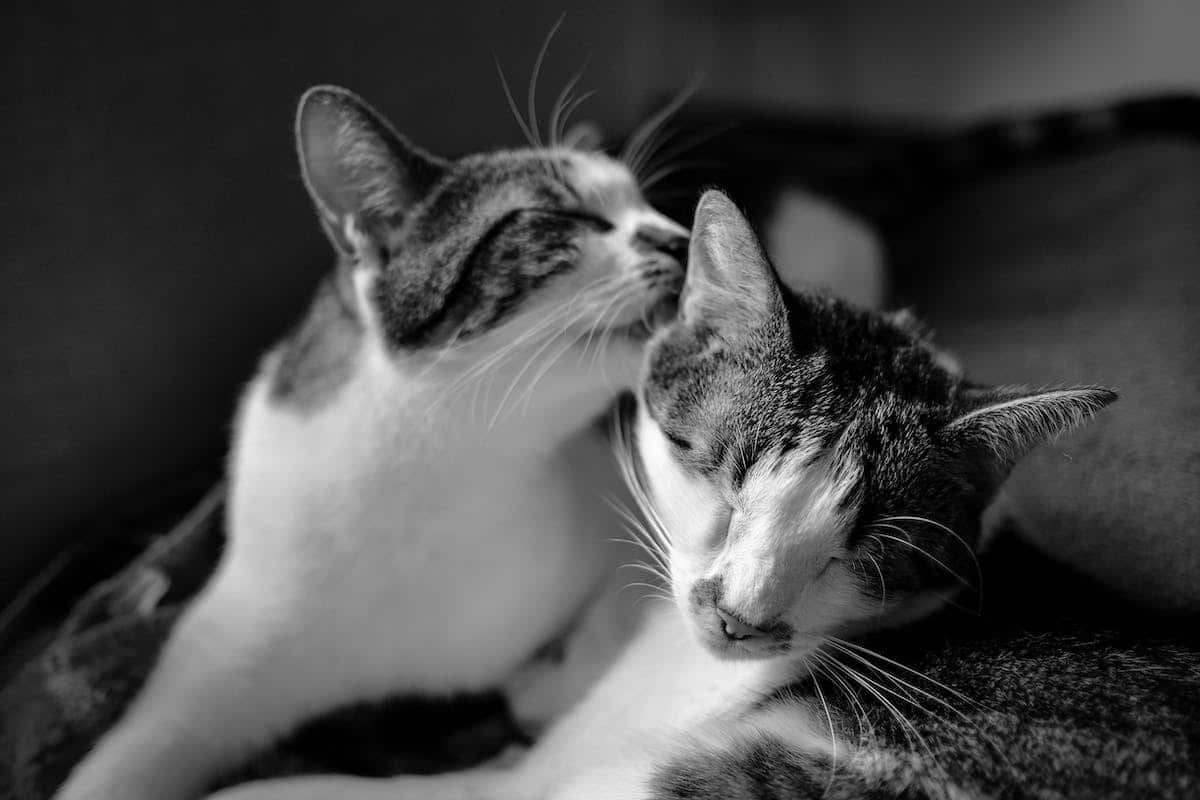 chat psychologie