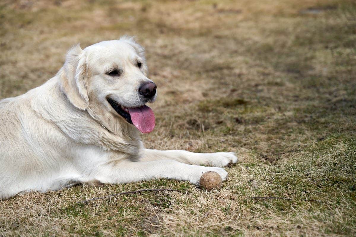 chien surpoids