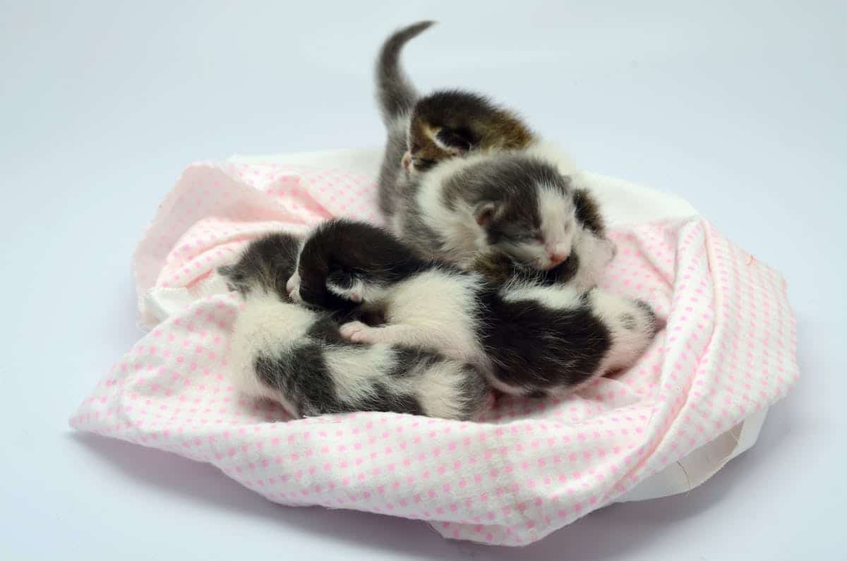chaton  sélection