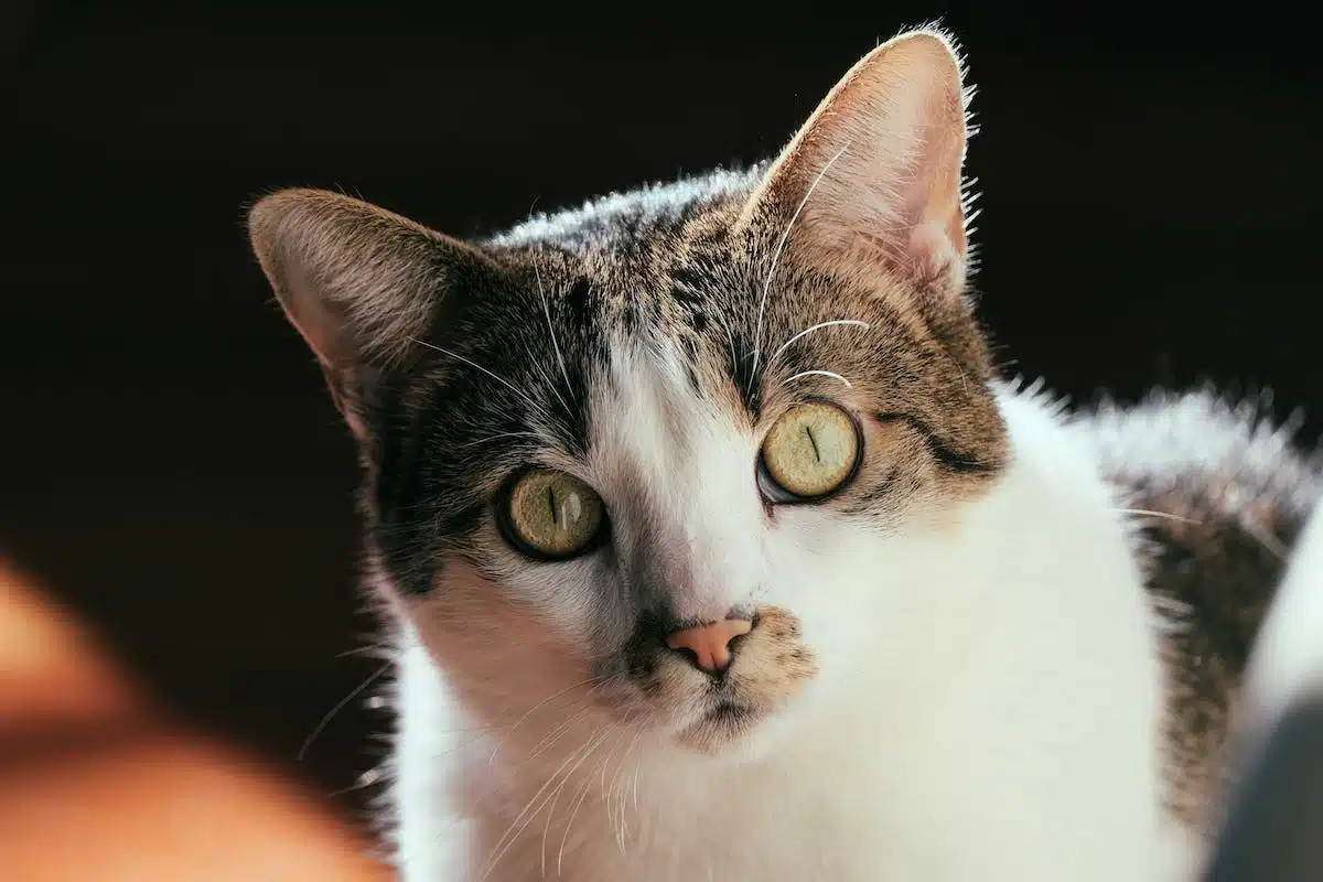 chat  serein