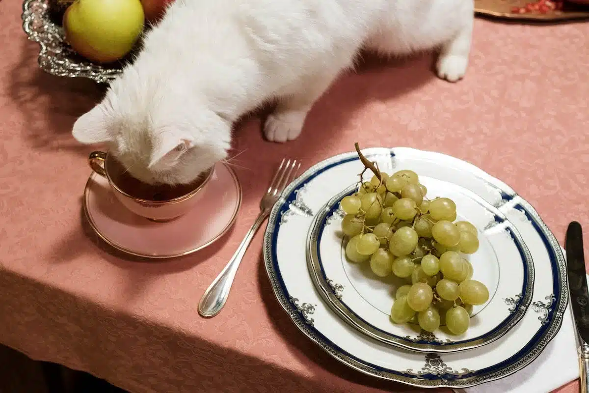 chat  aliments