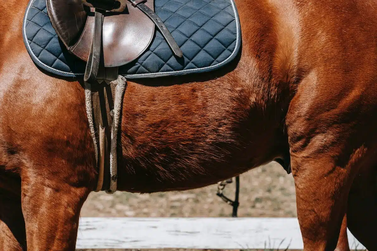 cheval handicap