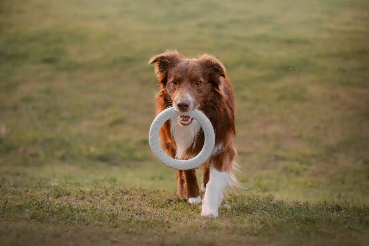 jouets chiens