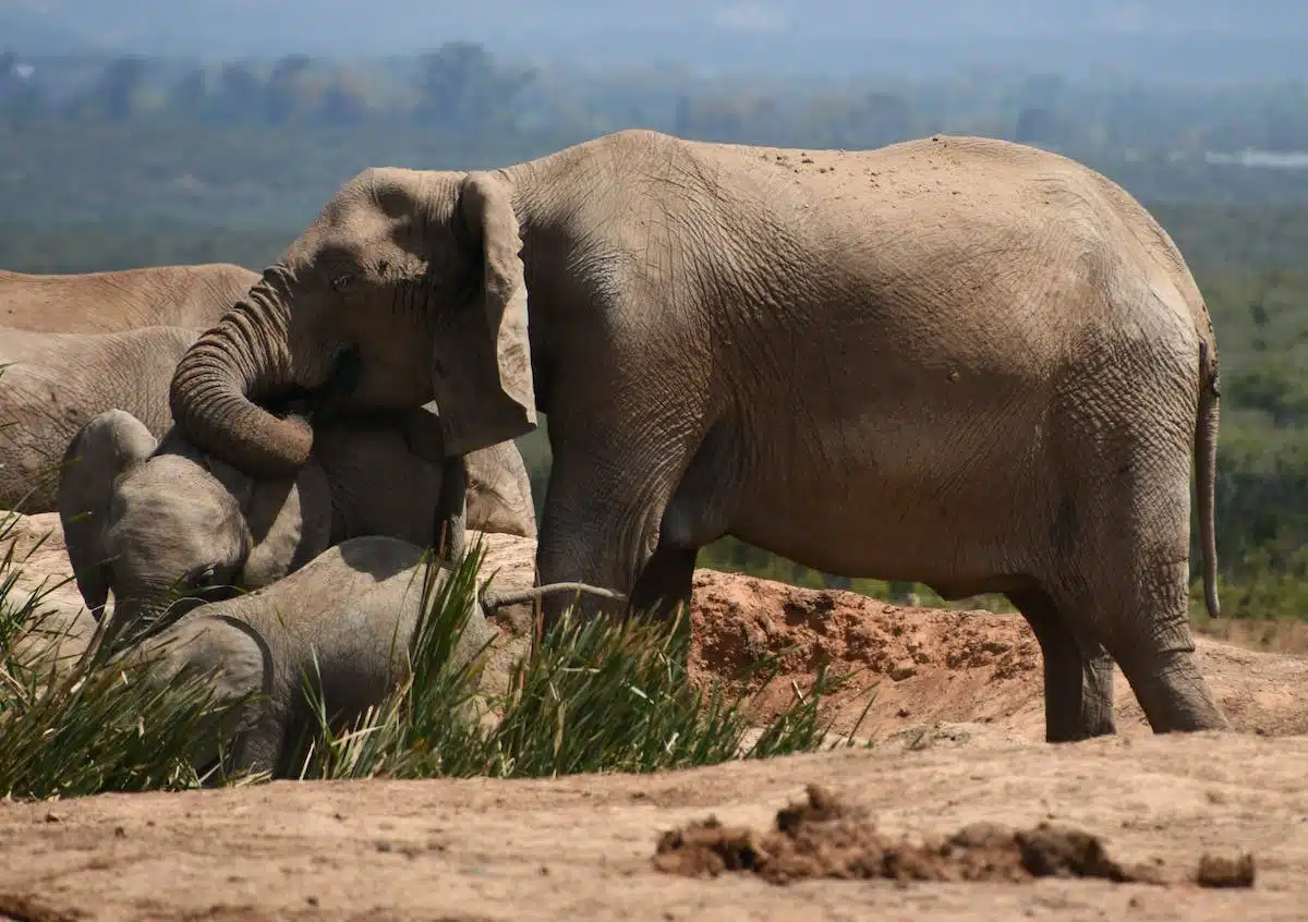 animaux  cohabitation