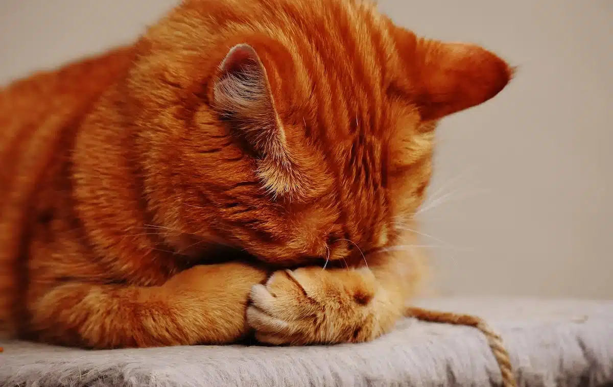 enseignement chat