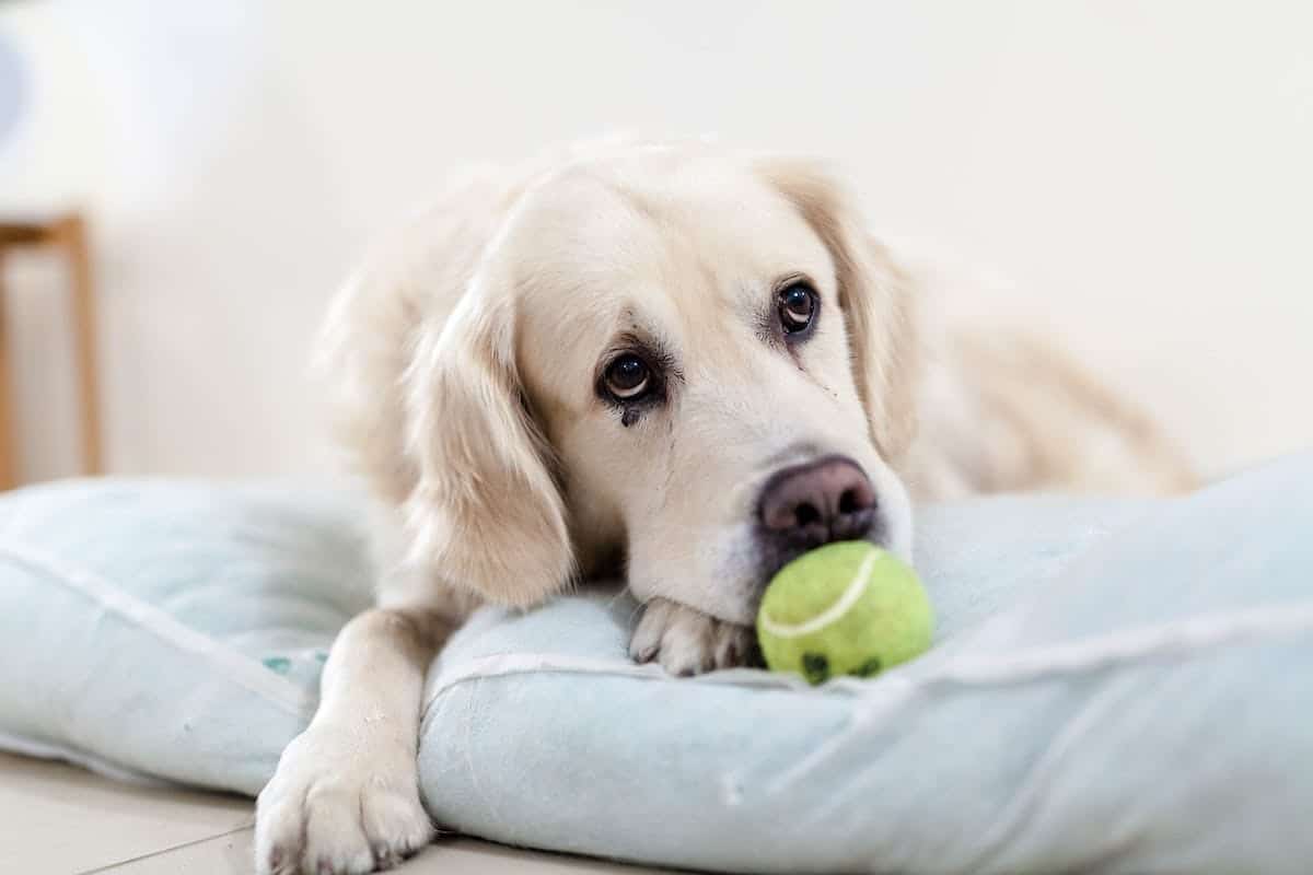 chien  jouet