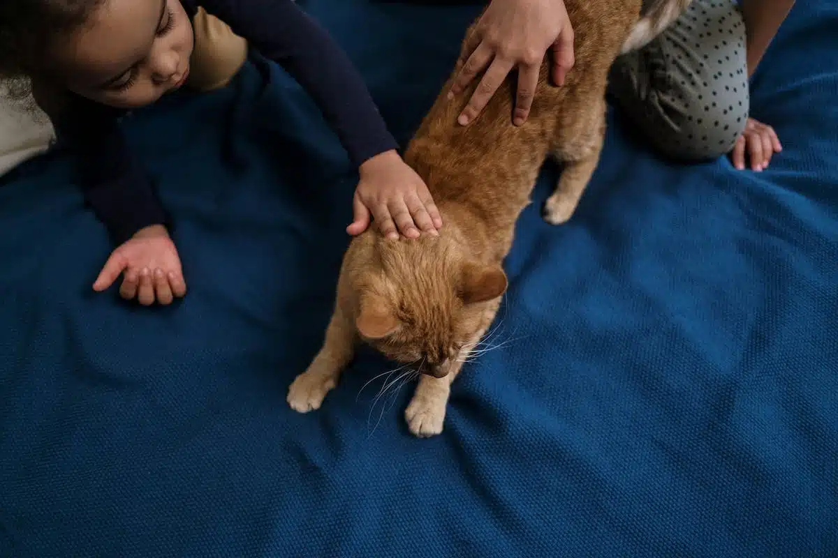 stérilisation animale