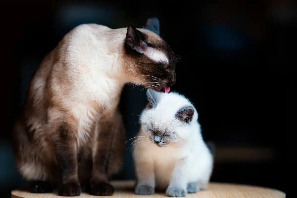 chaton  propreté