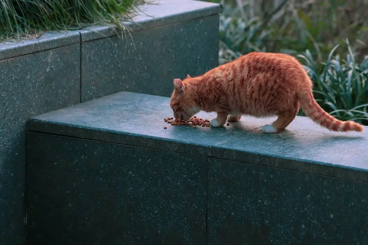 croquettes animaux