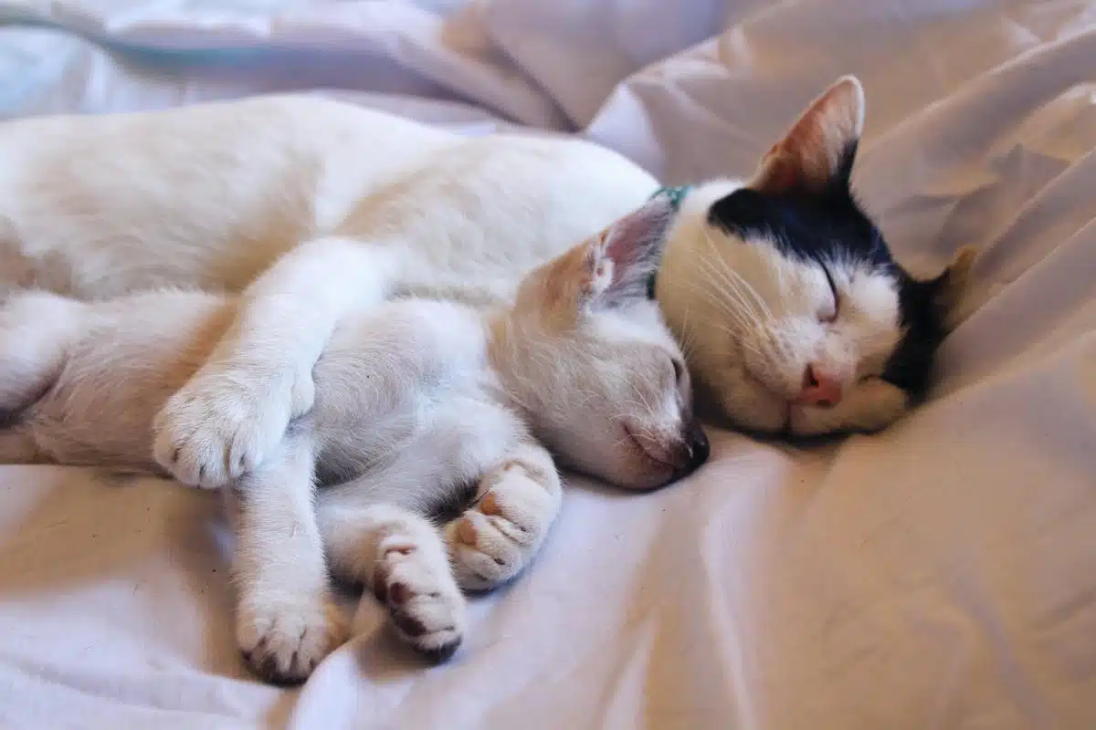 famille  chat