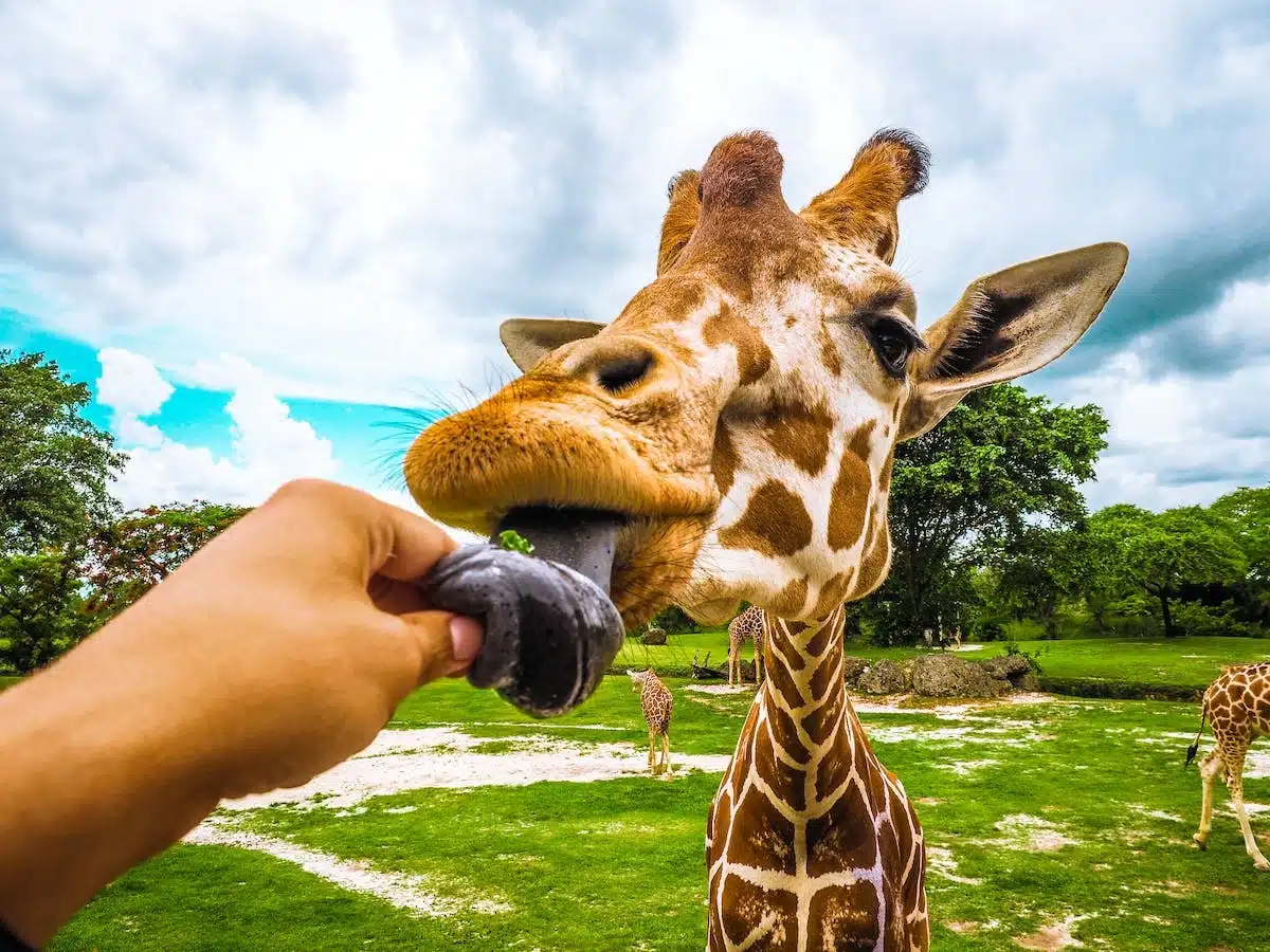 zoo  animaux