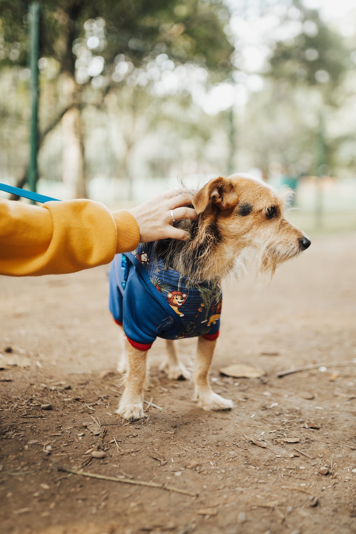 adoption chien