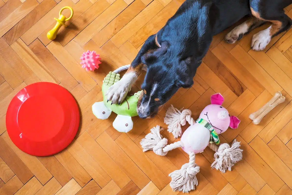 jeux interactifs  chiens