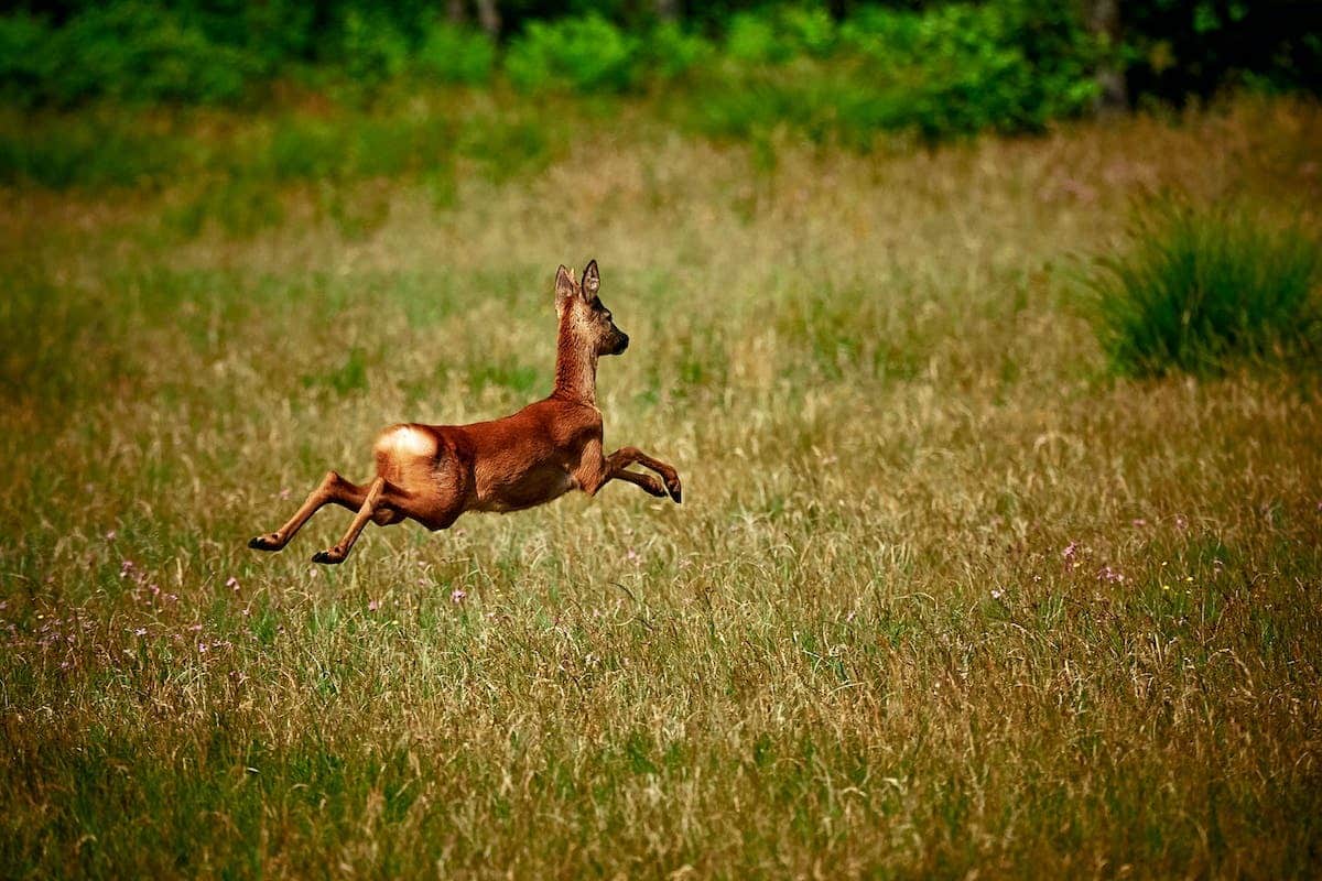 animaux rapides