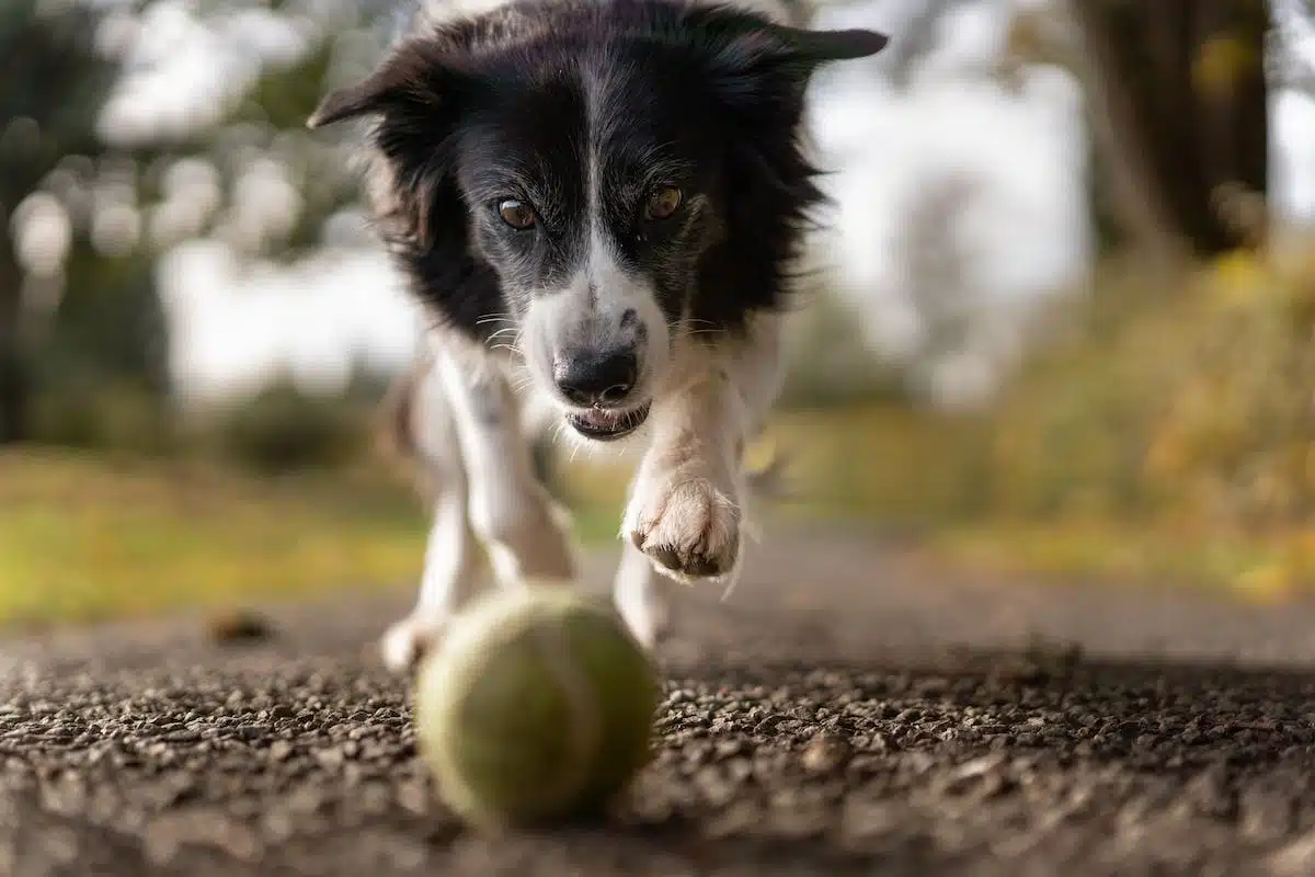 chien  exercice