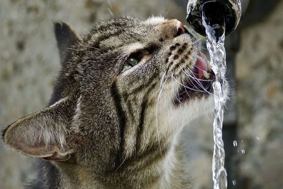 Fontaines à eau pour chat offrezlui de l'eau fraîche et filtrée à