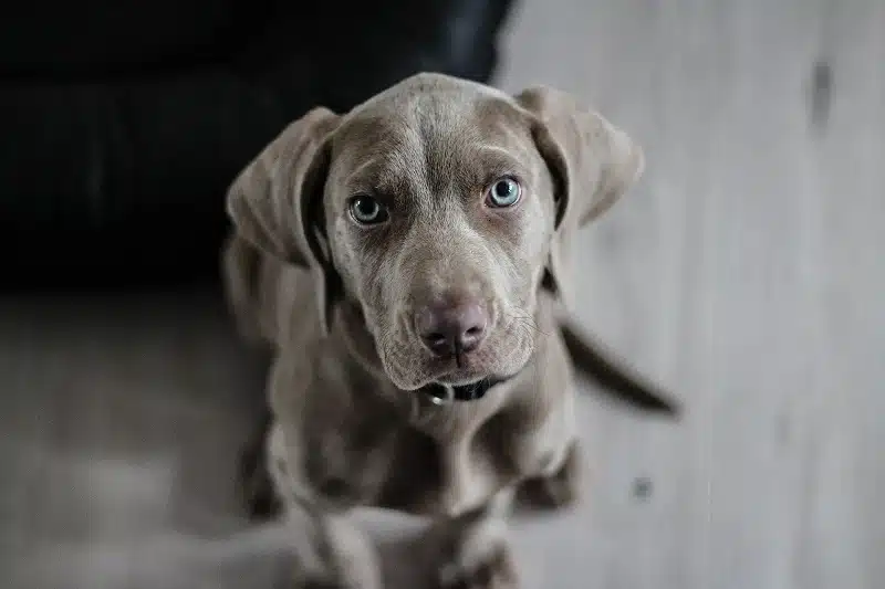 Choisir un nom stylé pour votre chien : idées et tendances