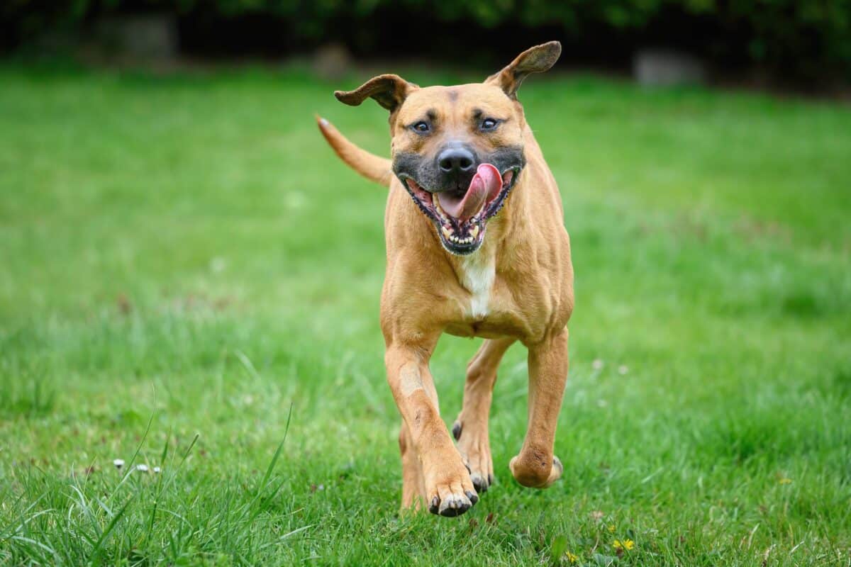 Choisir un nom stylé pour votre chien : idées et tendances