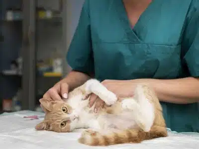Comment fonctionne les urgences vétérinaires ?