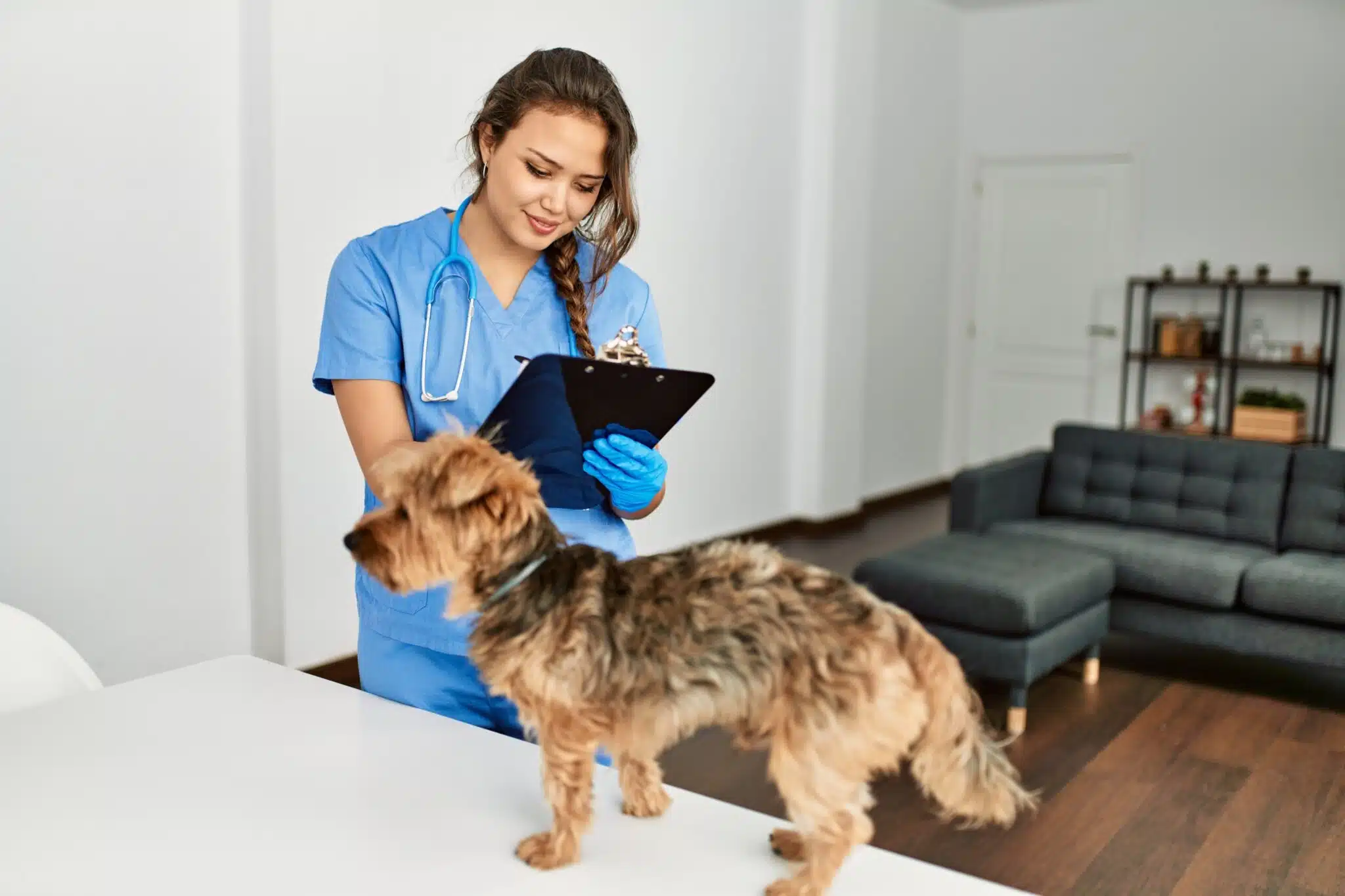 Comment fonctionne les urgences vétérinaires ?