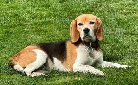 Conseils pour l'achat d'un Beagle : Ce qu'il faut savoir avant l'adoption