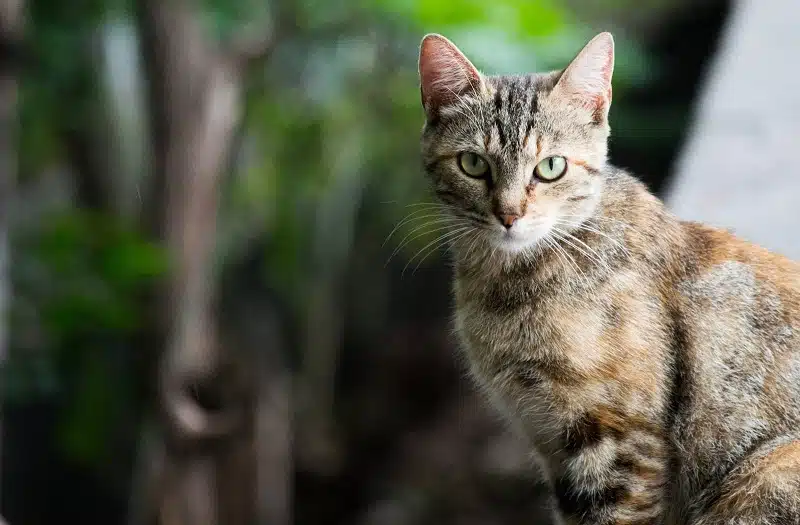 Gestion à domicile des vomissements chez le chat