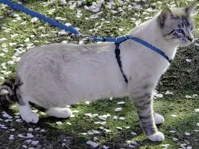 mettre le harnais à votre chat