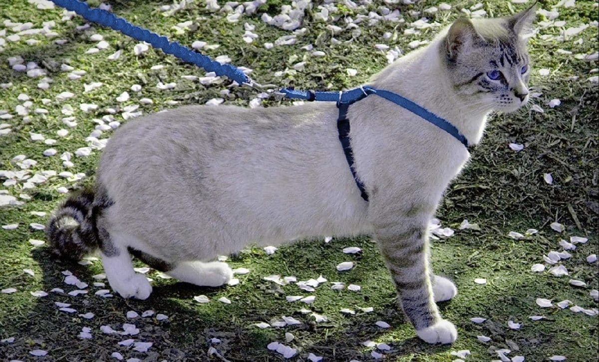 Mettre le harnais à votre chat ce qu