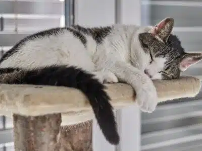 Meilleurs arbres à chat pour Maine Coon : robustesse et confort