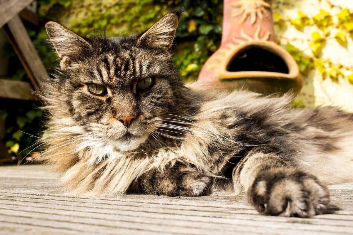 Meilleurs arbres à chat pour Maine Coon : robustesse et confort