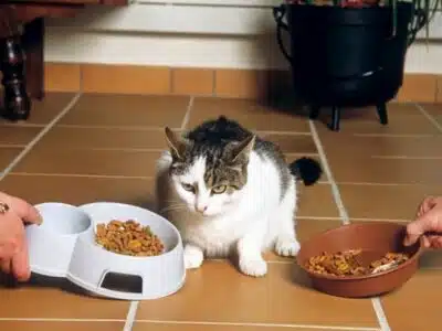 Nutrition pour chatons : conseils pour une alimentation équilibrée