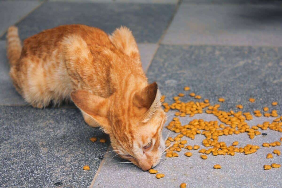Nutrition pour chatons : conseils pour une alimentation équilibrée