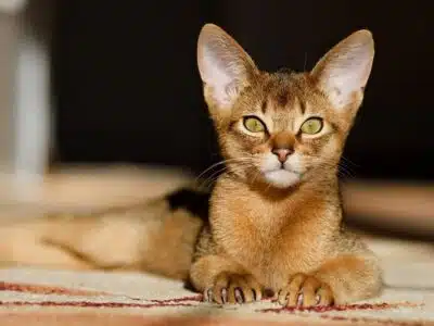 Races de chats aux grandes oreilles : Découverte et caractéristiques