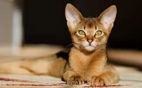 Races de chats aux grandes oreilles : Découverte et caractéristiques