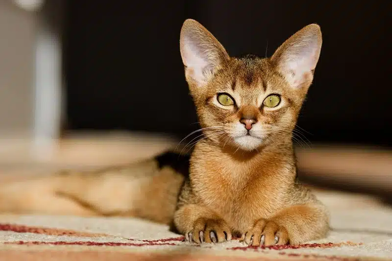 Races de chats aux grandes oreilles : Découverte et caractéristiques