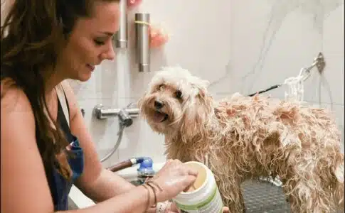 Salons de toilettage pour chiens recommandés autour de moi