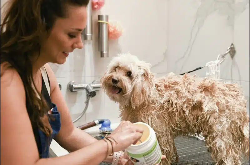 Salons de toilettage pour chiens recommandés autour de moi