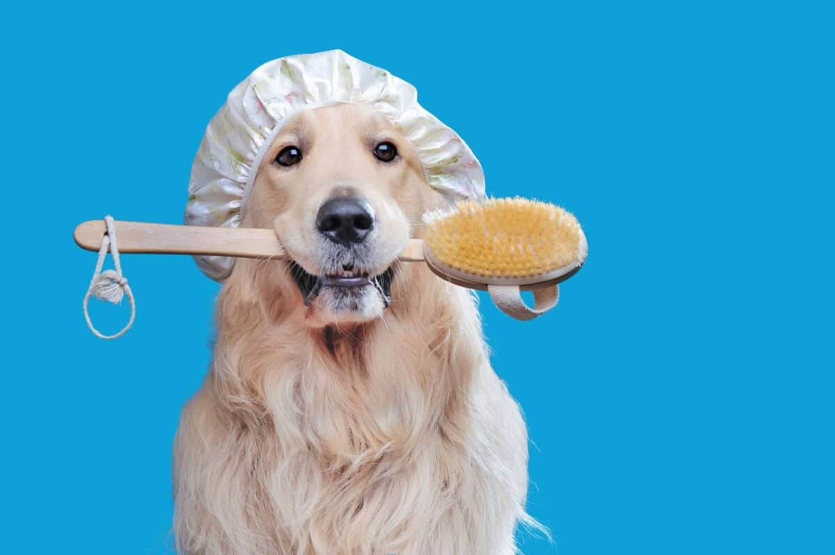 Salons de toilettage pour chiens recommandés autour de moi