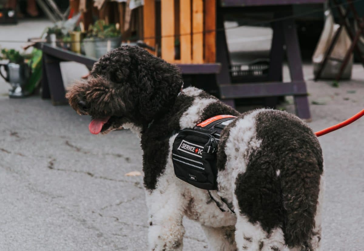 Les chiens d'assistance : leur rôle, leur formation et leur impact sur la vie des personnes en situation de handicap