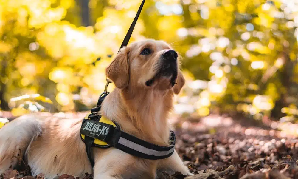 Les chiens d'assistance : leur rôle, leur formation et leur impact sur la vie des personnes en situation de handicap