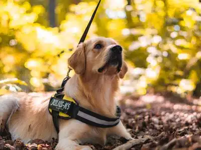 Les chiens d'assistance : leur rôle, leur formation et leur impact sur la vie des personnes en situation de handicap