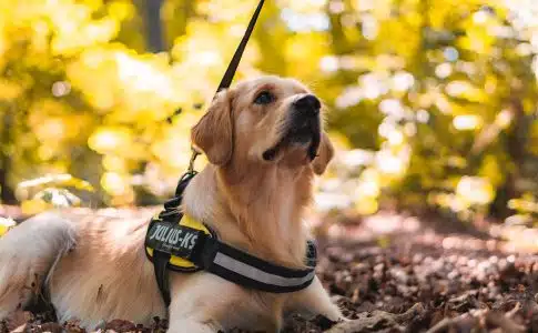 Les chiens d'assistance : leur rôle, leur formation et leur impact sur la vie des personnes en situation de handicap