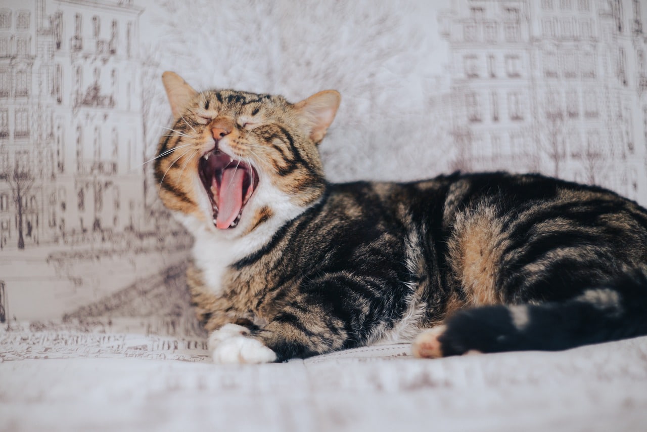 Mon chat n