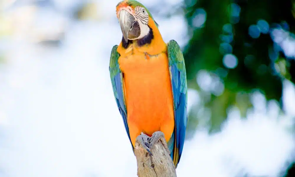 green, blue, and yellow macaw parrot