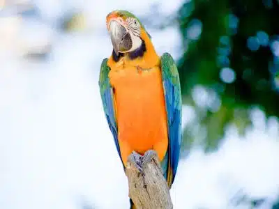 green, blue, and yellow macaw parrot