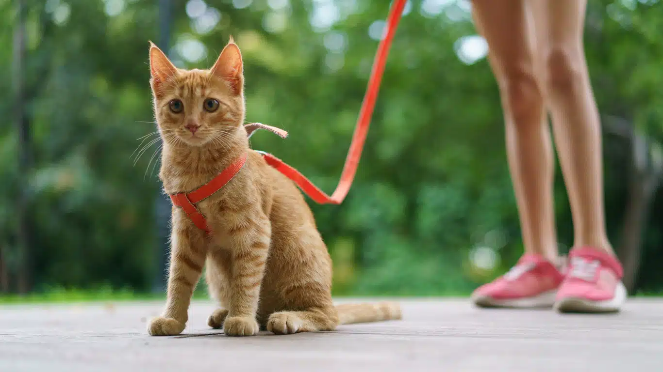 mettre le harnais à votre chat