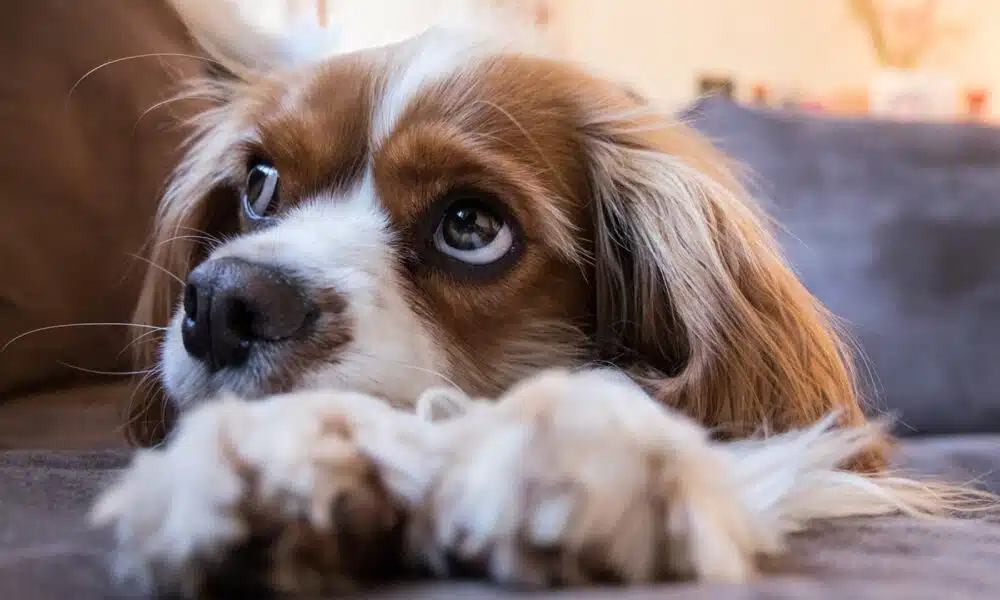 L'importance de la nutrition animale pour la santé des animaux