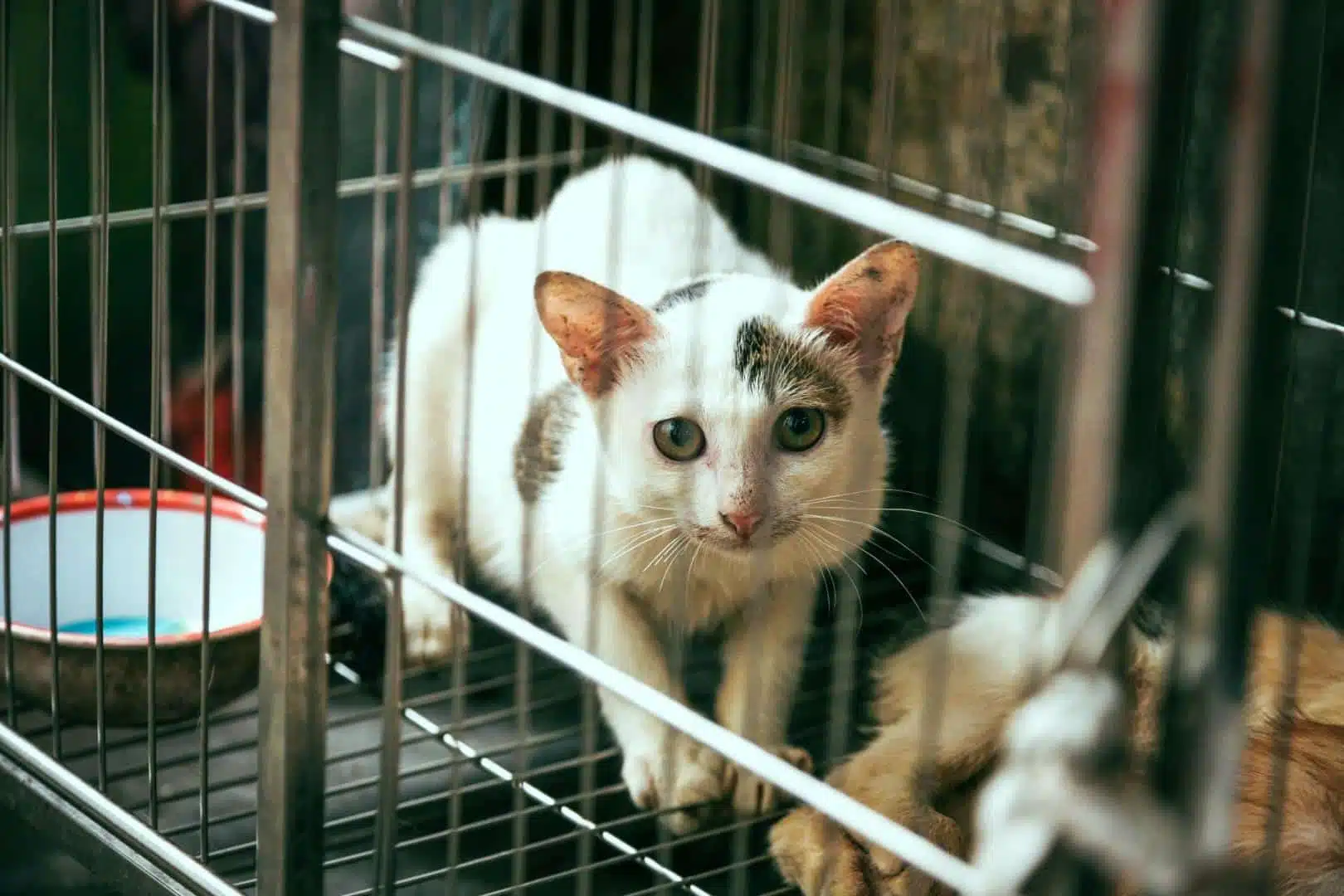 spa récupère les chats